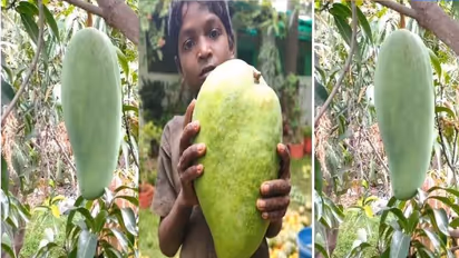 ಈ ಮಾವಿನ ಹಣ್ಣಿನ ತೂಕ 4 ಕೆಜಿ, 1ಕ್ಕೆ 2000 ರು.!