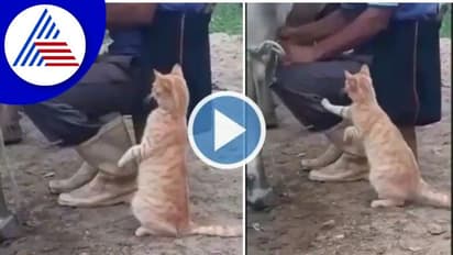 ಪ್ರೆಶ್‌ ಮಿಲ್ಕ್‌ ಕೊಡು: ಹಾಲು ಕರಿಯುತ್ತಿರುವ ಮಾಲೀಕನ ಕಾಡುವ ಮಾರ್ಜಾಲ: ವಿಡಿಯೋ