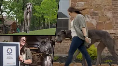 Meet Zeus, the world's tallest dog, who eats 12 cups of dog food