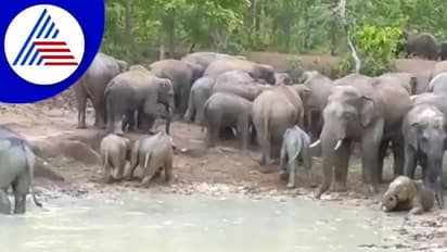 ಅಬ್ಬಾ ಏನ್‌ ಸೆಕೆ: ದಣಿವಾರಿಸಲು ಕೆಸರಿನ ಸ್ನಾನ ಮಾಡುತ್ತಿರುವ ಗಜಪಡೆ