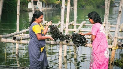 കല്ലുമ്മക്കായ വിളവെടുപ്പ് നടത്തി