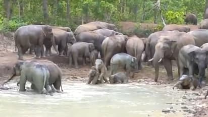 Elephants herd will teach you how to beat the heat this summer; watch