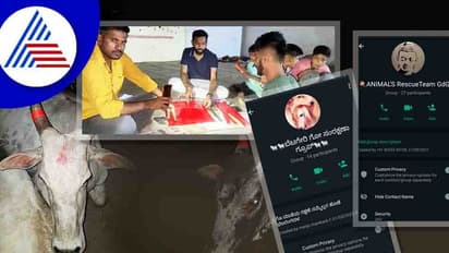 Gadag ಗಾಯಗೊಂಡ ಹಸುಗಳ ರಕ್ಷಣೆಗಾಗಿ ತಂಡ ಕಟ್ಟಿದ ಯುವಕರು