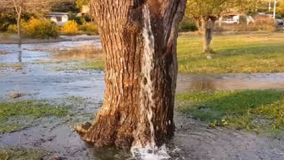 అల్లూరి జిల్లాలో వింత: చెట్టు నుండి జలధార