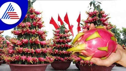 ಈ ದುಬಾರಿ ಹಣ್ಣನ್ನು ಬಾಲ್ಕನಿಯಲ್ಲೇ ಬೆಳೆಸಿ ಕೈ ತುಂಬಾ ಹಣ ಎಣಿಸಿ..