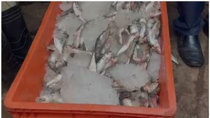 പരിശോധന കർശനം, ആലപ്പുഴയിൽ 25 കിലോ പഴകിയ മത്തി പിടികൂടി, ഹോട്ടൽ പൂട്ടി