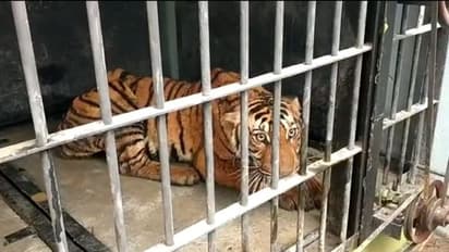 ഏഴുകിലോ ബീഫ് അകത്താക്കും, പിന്നെ ഉറക്കം; ബത്തേരിയിലെ കടുവയുടെ സുഖചികിത്സ ഇങ്ങനെ