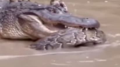 कभी देखी है शैतान बनाम शैतान की लड़ाई! वायरल वीडियो में देखिए खतरनाक अजगर का पाला मगरमच्छ से पड़ा तो कौन जीता