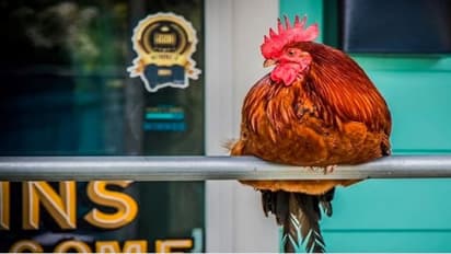 मशहूर मुर्गे की पुलिस अधिकारी ने कर दी हत्या, खूब रोया शहर, लाश का अब तक पता नहीं, लोगों ने की अनोखी डिमांड