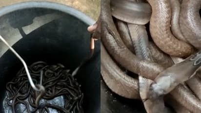 ഒന്നിച്ചു ജനിച്ച അമ്പത് മൂർഖൻ കുഞ്ഞുങ്ങൾ, അജേഷിന്റെ വീട്ടിലെ കൌതുകക്കാഴ്ച