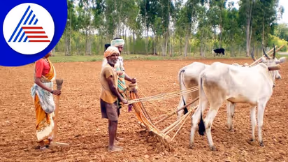 ಕಾಫಿನಾಡಿನಲ್ಲಿ ಚುರುಕುಗೊಂಡ ಕೃಷಿ ಕಾರ್ಯ: ಮಲೆನಾಡು, ಬಯಲು ಸೀಮೆಯಲ್ಲೂ ಬಿತ್ತನೆ ಕಾರ್ಯ