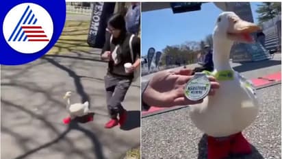 ಮ್ಯಾರಥಾನ್‌ನಲ್ಲಿ ಓಡಿ ಪದಕ ಗಳಿಸಿದ ಬಾತುಕೋಳಿ: ವಿಡಿಯೋ ವೈರಲ್‌