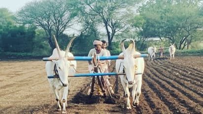  ಮಳೆ ಜೋರು: ಧಾರವಾಡ ಜಿಲ್ಲೆಯಲ್ಲಿ ಕೃಷಿ ಚಟುವಟಿಕೆಗಳು ಶುರು