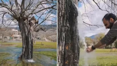 গাছের গা বেয়ে ঝরঝরিয়ে পড়ছে জল, ঠিক যেন ঝরণা! দেখুন আশ্চর্য ভিডিও