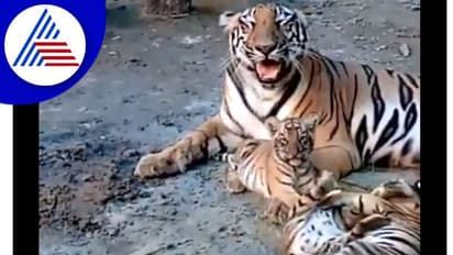 ತಾಯಿಯೊಂದಿಗೆ ಹುಲಿಮರಿಗಳ ಮುದ್ದಾದ ಆಟ : ವಿಡಿಯೋ ವೈರಲ್