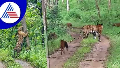 Malai Mahadeshwara Sanctuary ಹುಲಿಸಂರಕ್ಷಿತ ಪ್ರದೇಶವನ್ನಾಗಿಸಲು ಸರ್ಕಾರದ ಮೀನಾಮೇಷ?