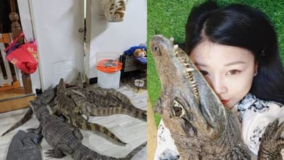 യുവതി വീട്ടിൽ 'പെറ്റ്' ആയി വളർത്തുന്നത് ഒന്നും രണ്ടുമല്ല ആറ് മുതലകളെ! 