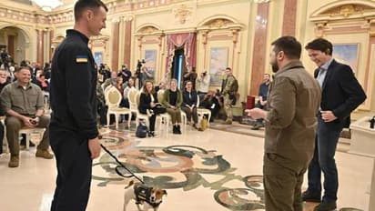 നൂറുകണക്കിന് പേരുടെ ജീവൻ രക്ഷിച്ചു, ധീരനായ നായയ്ക്ക് മെഡൽ ഓഫ് ഓണർ