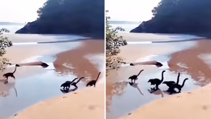 Baby dinosaurs running on a beach? Viral video leaves netizens amazed; Watch