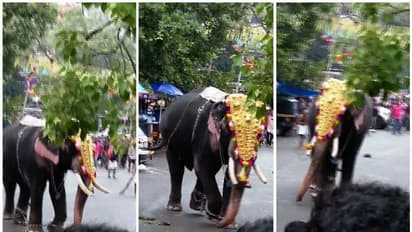തൃശൂർ പൂരനഗരിയിൽ ആനയിടഞ്ഞു,  ഉടൻ തളച്ചു 