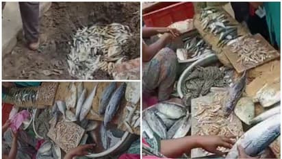 തിരുവനന്തപുരത്ത് 800 കിലോ അഴുകിയ മീന് പിടിച്ചെടുത്ത് നശിപ്പിച്ചു