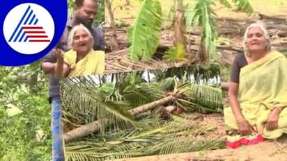 Mandya Rain Effect 90ಕ್ಕೂ ಹೆಚ್ಚು ತೆಂಗಿನಮರ ನೆಲಸಮ, ಕಣ್ಣೀರಿಟ್ಟ ವೃದ್ಧೆ