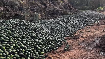 മാലിന്യപ്പറമ്പിൽ കൊണ്ടുതള്ളപ്പെട്ടത് ടൺകണക്കിന് അവക്കാഡോ, കാഴ്ച കണ്ട് ഞെട്ടി ഓസ്ട്രേലിയക്കാർ