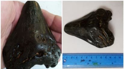 Megalodon Shark Tooth :  ഇത് എന്തിന്റെ പല്ലാണെന്ന് മനസിലായോ? ആറ് വയസുകാരന് ബീച്ചിൽ നിന്നും കിട്ടിയത്...