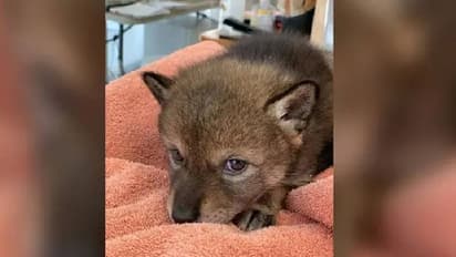 നായക്കുഞ്ഞാണ് എന്നും കരുതി വഴിയരികിൽ നിന്നുമെടുത്ത് വീട്ടിൽ കൊണ്ടുപോയി, പക്ഷേ...