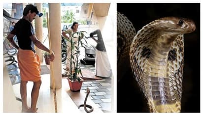 പഞ്ചായത്തിൽ ഓഫിസിലെത്തുന്നവരെ സ്വീകരിക്കാൻ രണ്ട് പാമ്പുകൾ!; അതും ചില്ലറക്കാരല്ല, എട്ടടി മൂർഖന്മാർ