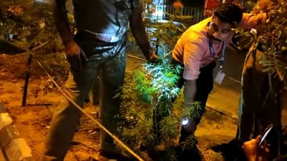 Kochi Metro : കൊച്ചി മെട്രോ പൂന്തോട്ടത്തിൽ കഞ്ചാവ് ചെടി; പിഴുത് മാറ്റി എക്സൈസ് 