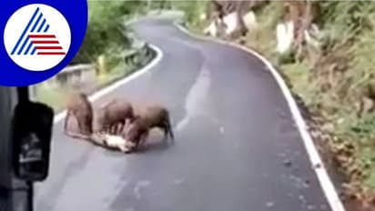 ಚಿರತೆಯನ್ನು ತಿನ್ನುತ್ತಿರುವ ಕಾಡುಹಂದಿಗಳು: ವಿಡಿಯೋ ವೈರಲ್