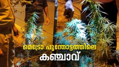 'ദിവസവും വെള്ളമൊഴിക്കുന്നതിനാൽ വാട്ടമില്ല', മെട്രോ പൂന്തോട്ടത്തിലെ കഞ്ചാവ് ചെടി; ‘തല പുകച്ച്’ എക്സൈസ്
