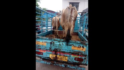 ಮೈಸೂರು: ಕಸಾಯಿಖಾನೆಗೆ ಗೋವುಗಳ ಸಾಗಣೆ, ವಿಡಿಯೋ ವೈರಲ್