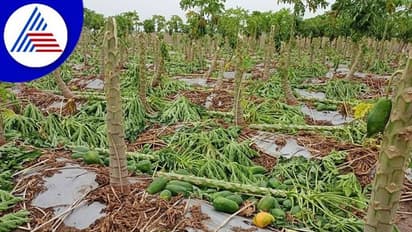 ಬಳ್ಳಾರಿ: ಬಿರುಗಾಳಿಗೆ ನೆಲಕಚ್ಚಿದ ಪಪ್ಪಾಯಿ ಬೆಳೆ: ಸಂಕಷ್ಟದಲ್ಲಿ ರೈತ..!