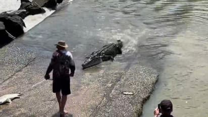 मछली पकड़ रहे शख्स से 4 मीटर लंबे खतरनाक मगरमच्छ की हुई भिडंत, लड़ने को किनारे पर भी आ गया, देखिए वायरल वीडियो