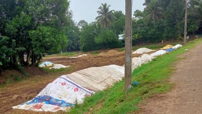 ചെന്നിത്തലയിൽ കൊയ്ത നെല്ല് എടുക്കുന്നില്ല, കർഷകർ ദുരിതത്തിൽ