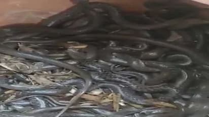 ಮನೆಯೊಳಗಿದ್ದ ಮಣ್ಣಿನ ಮಡಕೆಯಲ್ಲಿ ನೂರಾರು ಹಾವುಗಳು, ದೃಶ್ಯ ಕಂಡು ಬೆಚ್ಚಿ ಬಿದ್ದ ಗ್ರಾಮಸ್ಥರು!