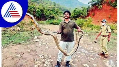 ಬರೋಬರಿ  13 ಅಡಿ ಉದ್ದದ ನಾಗರಹಾವು ಸೆರೆ ಹಿಡಿದ ಉರಗಪ್ರೇಮಿ