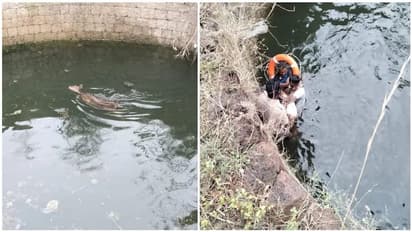  கிணற்றில் விழுந்த  புள்ளிமானை மீட்ட வனத்துறை அதிகாரிகள்...பாராட்டும் நெட்டிசன்கள்