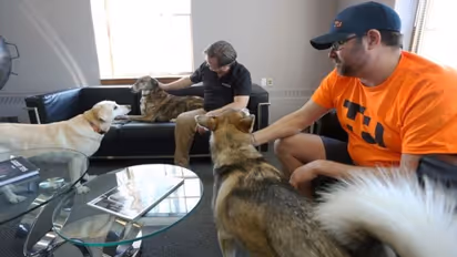  ഇവിടെ വളര്‍ത്തുനായ്ക്കളുമായി  ഓഫീസില്‍ പോവാം!