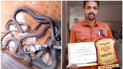 കണ്ണവം കാട്ടില് നിന്നും ലഭിച്ചത് 13 മുട്ടകള്; ഷിജുവിന്റെ കരുതലില് വിരിഞ്ഞത് ഒമ്പത് മൂര്ഖന് കുഞ്ഞുങ്ങള്