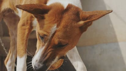 സ്കൂൾ ബസിൽ നിന്ന് ഇറങ്ങിയ അഞ്ചാം ക്ലാസുകാരനെ തെരുവുനായ ഓടിച്ചിട്ട് കടിച്ചു, തുടയിൽ ആഴത്തിൽ മുറിവ്