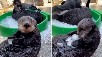 Watch: Otters playing with ice cubes leave netizens delighted
