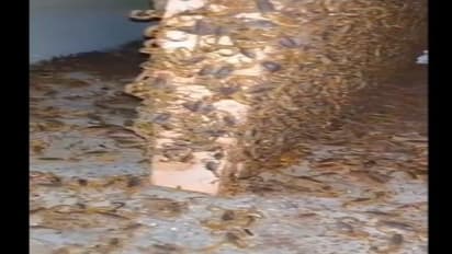 घर में आए हजारों बिच्छू, जमीन, छत व दीवार सभी जगह जमाया कब्जा, दिन दूनी-रात चौगुनी गति से बढ़ रहे, जानिए क्यों