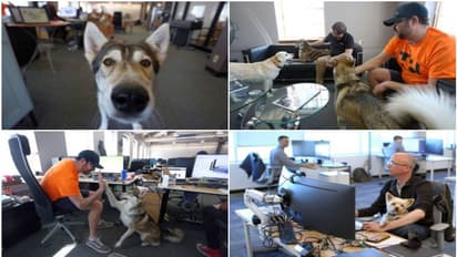 വളർത്തുനായ്ക്കൾക്ക് എന്താ ഓഫീസിൽ കാര്യം...! വർക്ക് ഫ്രം ഹോമിന് ശേഷം ഒരു ഓഫീസ് കാഴ്ച