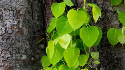 ಹಬ್ಬ ಹರಿದಿನಗಳಲ್ಲಿ ಮಹಿಳೆಯರು ಯಾಕೆ ಅರಳಿ ಮರಕ್ಕೆ ದಾರ ಕಟ್ತಾರೆ?