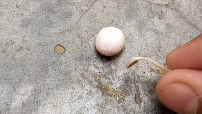 क्या आपके घर के कोनों में रहता है छिपकलियों का राज, तो अपनाएं ये टिप्स और बिना मारे भगाएं lizard