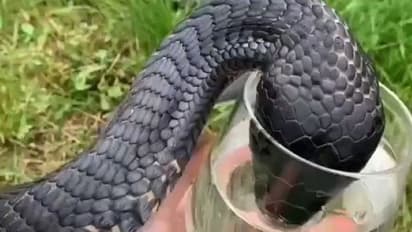 सांप को दूध पीते तो बहुत देखा होगा, आज पानी पीते भी देख लीजिए, किंग कोबरा ने कांच के ग्लास में पिया पानी