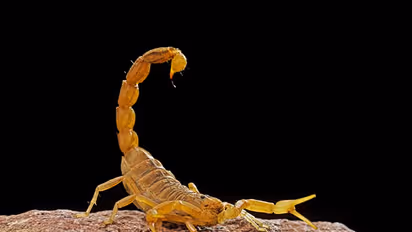 Viral News: సరదాగా ముగిసిన విహారయాత్ర.. ఇంటికెళ్లి బ్యాగ్ తెరిచి చూసి కంగుతున్న మహిళ..